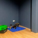 Edirne’de Köpek Yavruları Çöp Konteynerine Atıldı